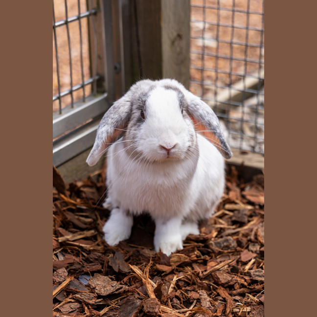 Photo of Harry Hopper