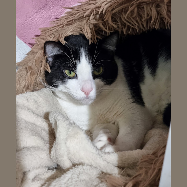Photo of Cotton