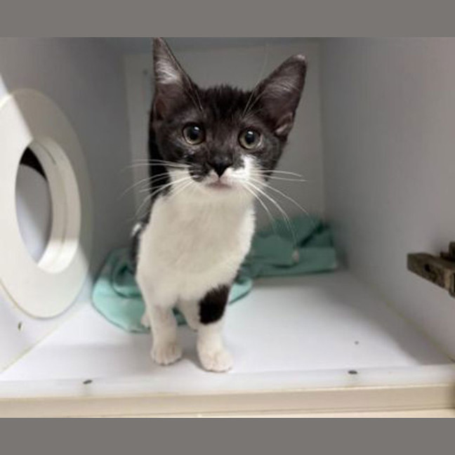 Photo of Oreo