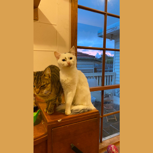 Photo of Nio   In Foster Care In Clayton