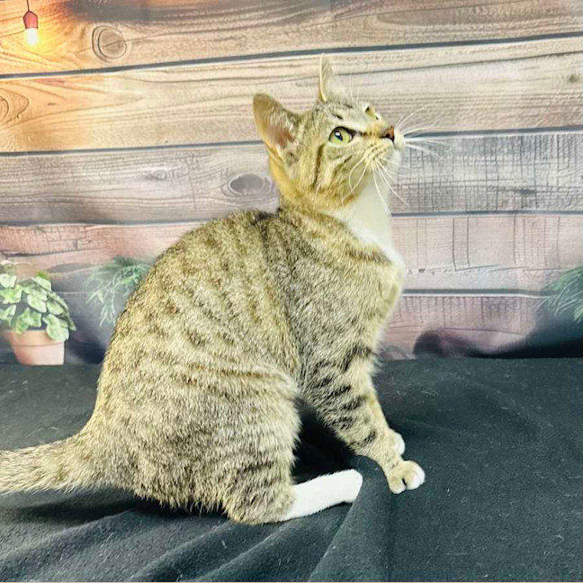 Photo of Tilly   Located In Preston 