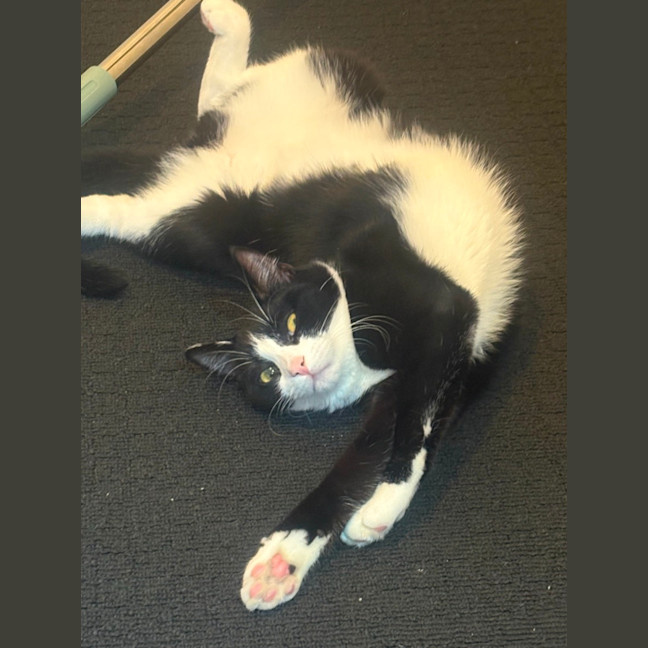 Photo of Pickle 