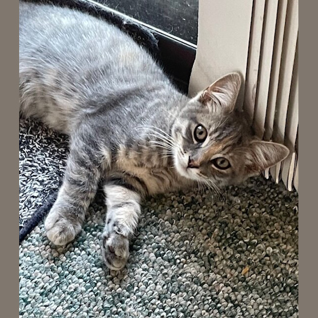 Photo of Daphne (Was Storm)