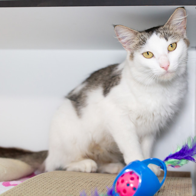 Photo of Marshmallow