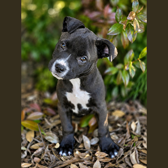 Photo of Dotti