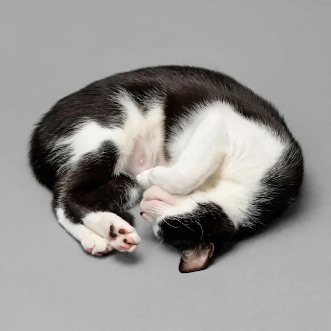Photo of Kiki