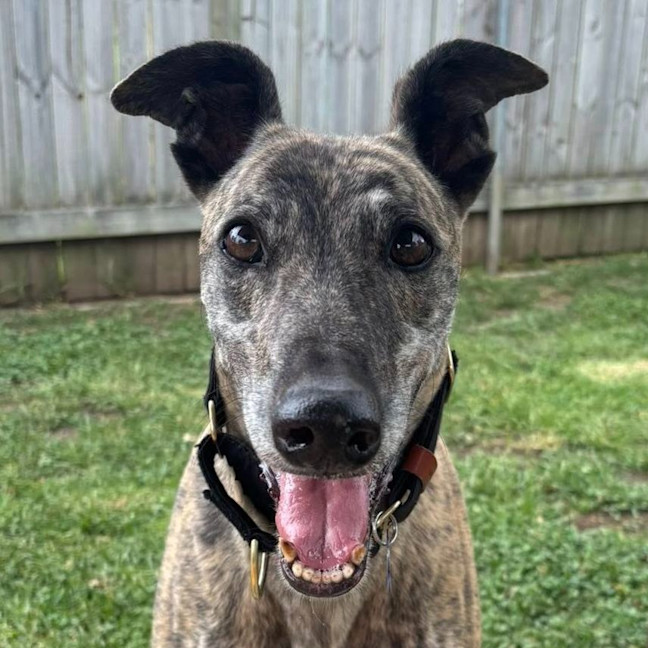 Photo of Pecco The Greyhound