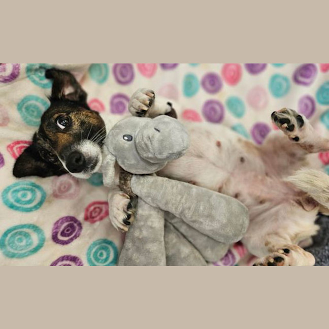 Photo of Rosie