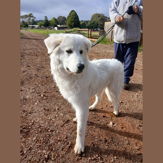 Photo of Jingle