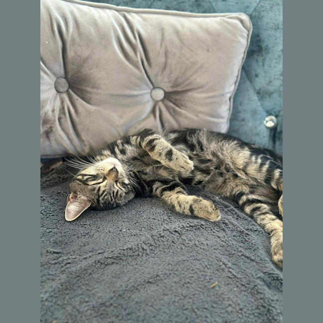 Photo of Jury * 9 Lives Project Rescue*