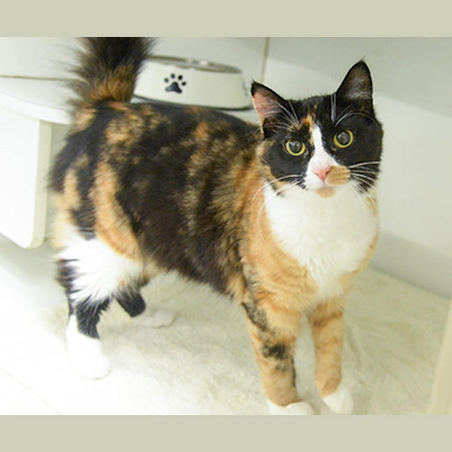 Photo of Toffee