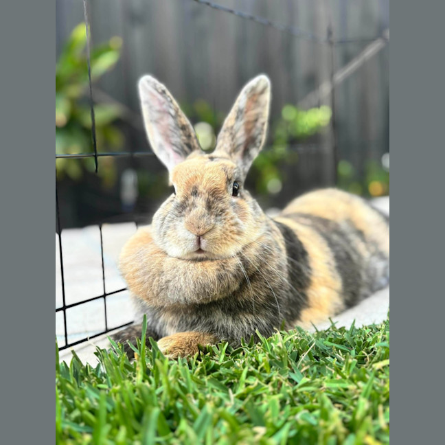 Photo of Mochi