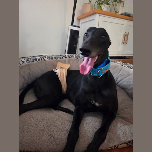 Photo of Jay, The Greyhound