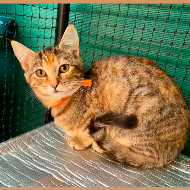 Photo of Alara **2nd Chance Cat Rescue**