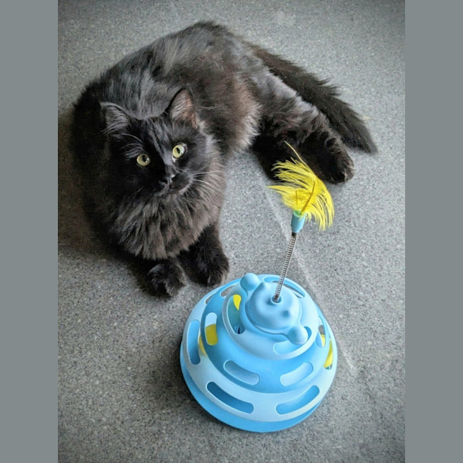Photo of Percy *9 Lives Project Rescue*