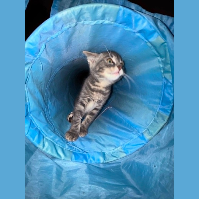 Photo of Teddy