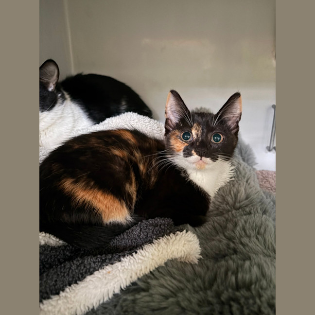 Photo of Sprout