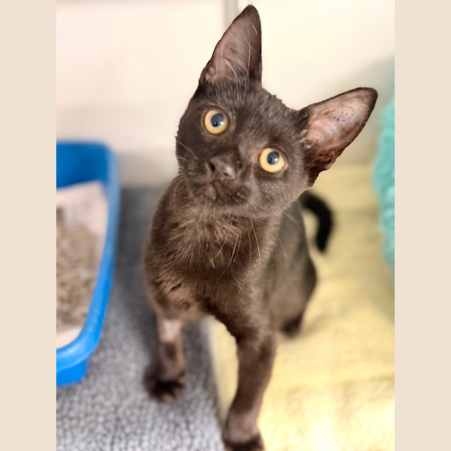 Photo of Bagheera