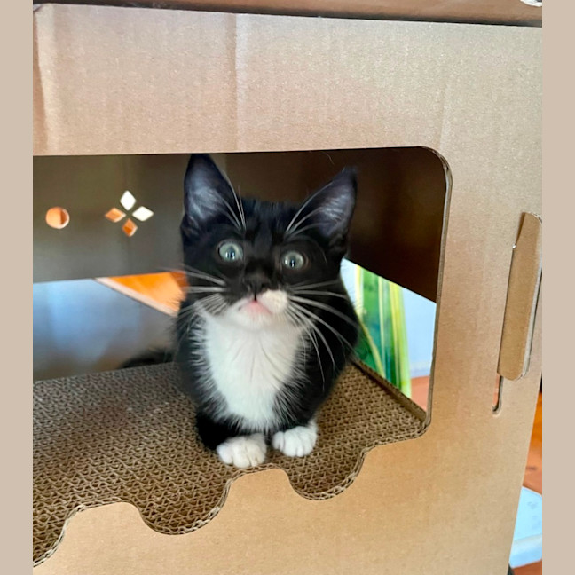 Photo of Lulu