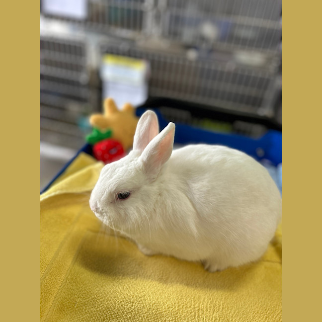 Photo of Mozzarella