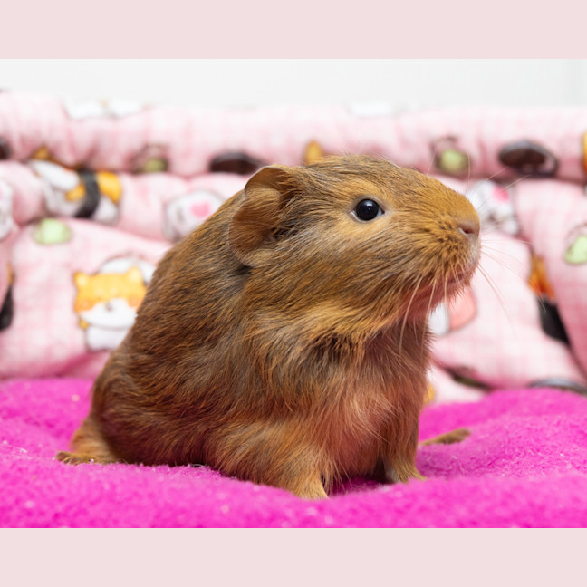 Photo of Toffee