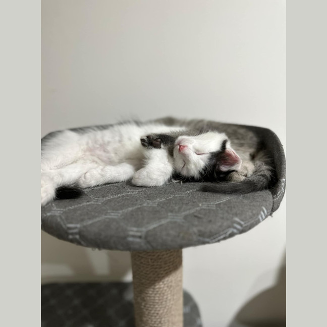 Photo of Marshmellow