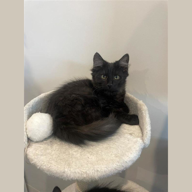 Photo of Comet ☄️