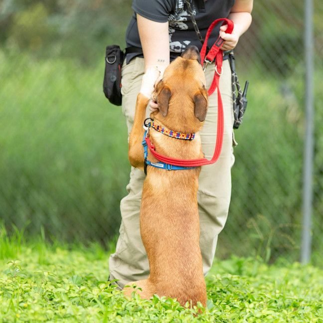 Photo of Roscoe