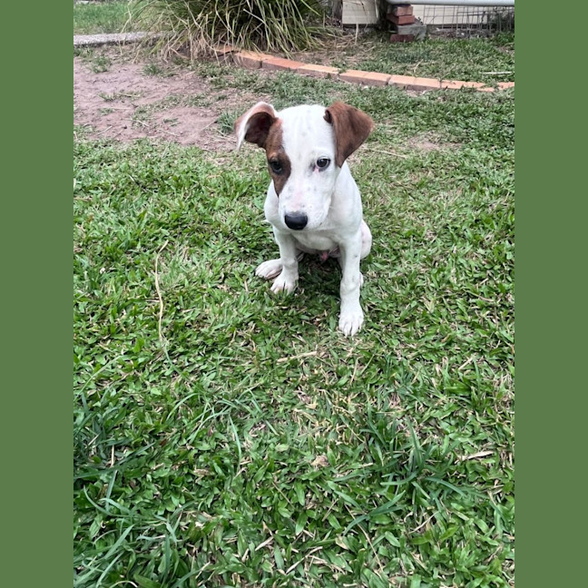 Photo of Thunder *$350 Adoption Fee* 