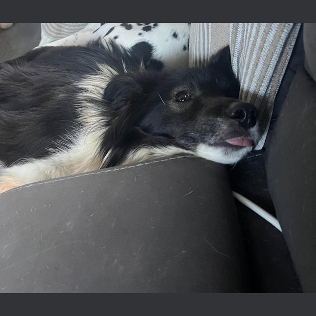 Photo of Moose   2 Year Old Border Collie