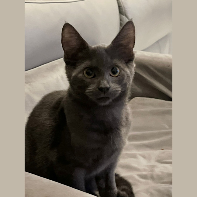 Photo of Dewey