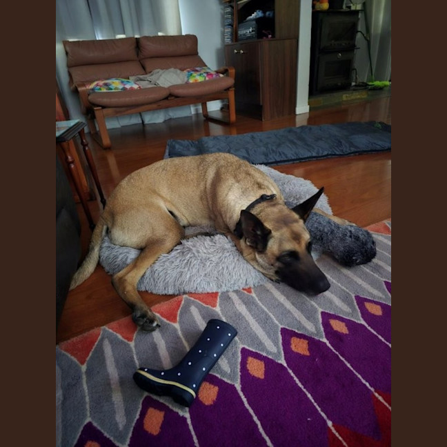 Photo of Larry   4 Year Old Belgian Shepherd X