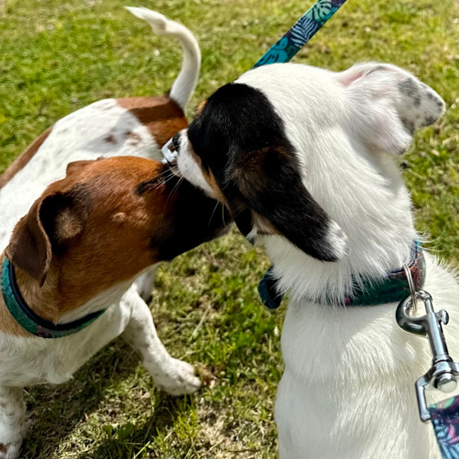 Photo of Gary And Willow 
