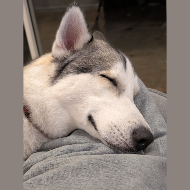 Photo of Halo   18 Month Old Husky
