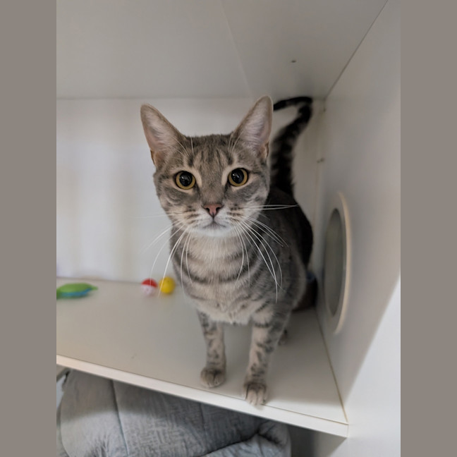 Photo of Luna Tuna