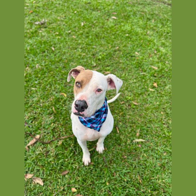 Photo of Dustin *$150 Adoption Fee*