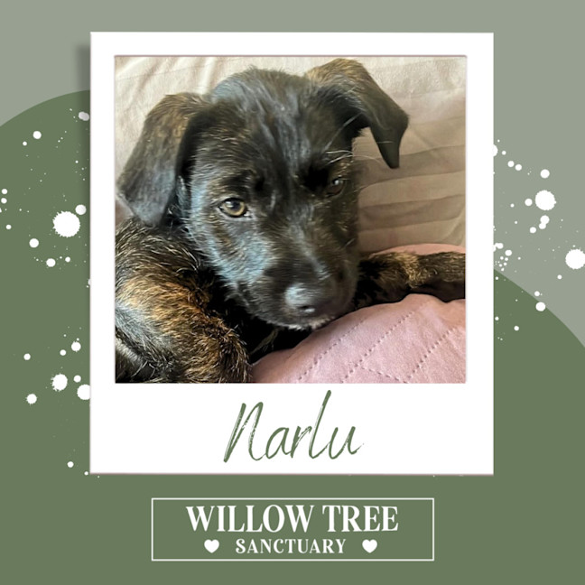 Photo of Narlu 