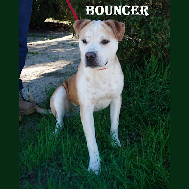 Photo of Bouncer