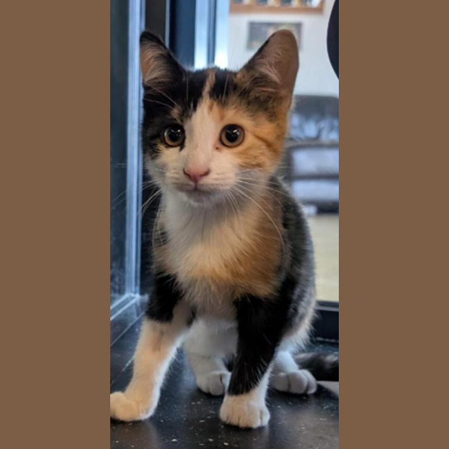 Photo of Exodia, The Forbidden One