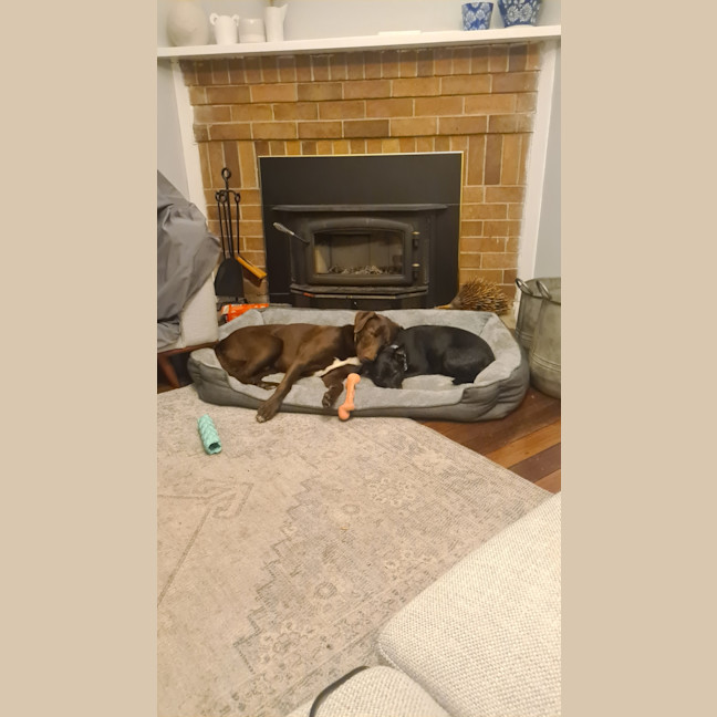 Photo of Ripley   16 Month Old Labrador X (Trial)