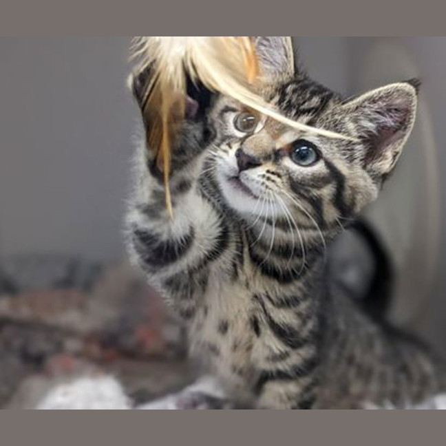Photo of Sugar Pie
