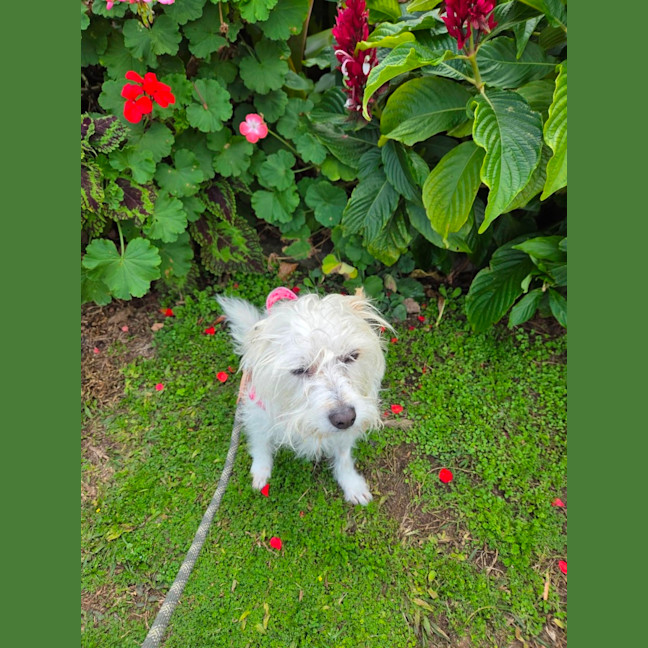 Photo of Toto