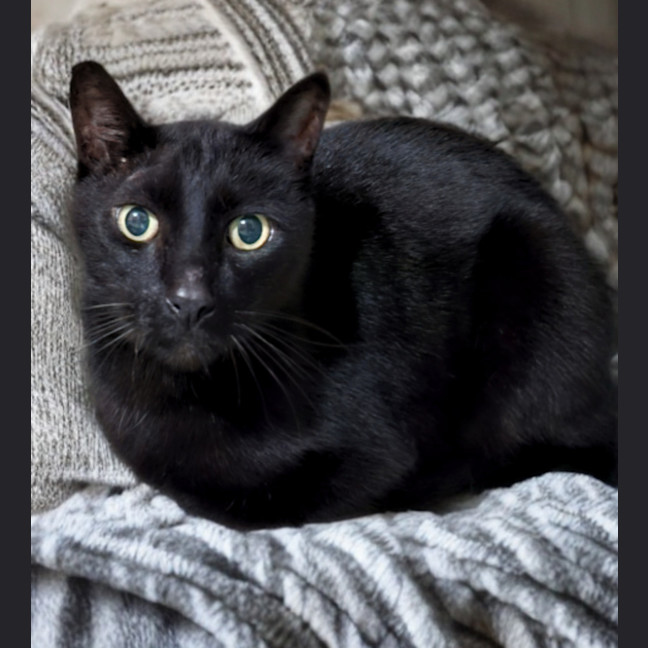 Photo of Atlas
