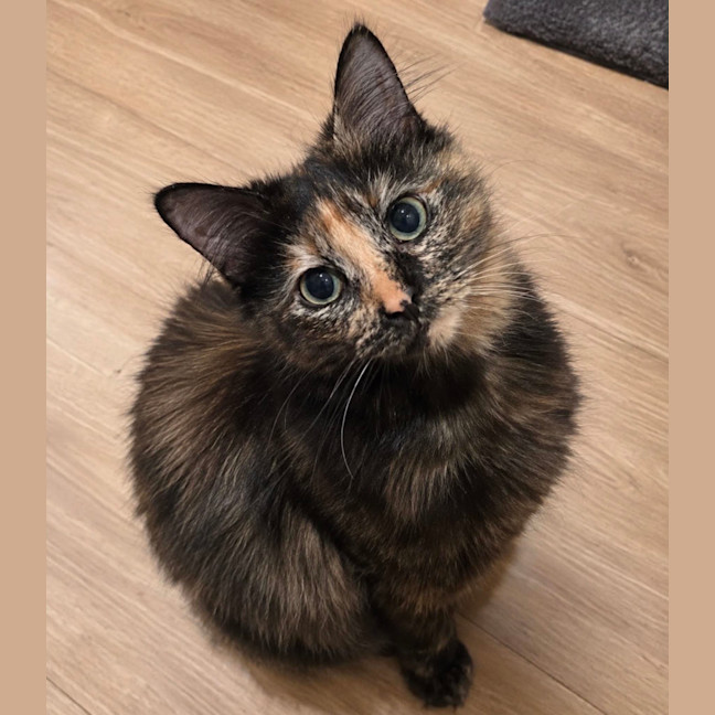 Photo of Soka
