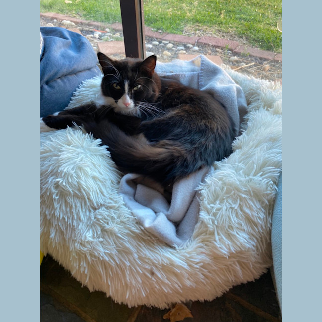Photo of Whiskers 