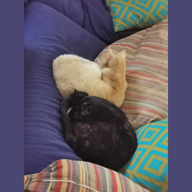 Photo of Bella Meet Me@Petstock Mornington Store Nepean Hwy