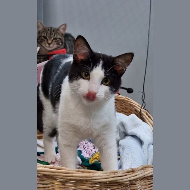 Photo of Casper