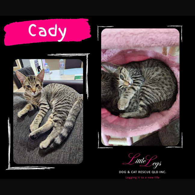 Photo of Cady