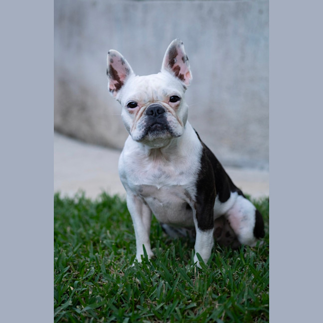 Photo of Ruby