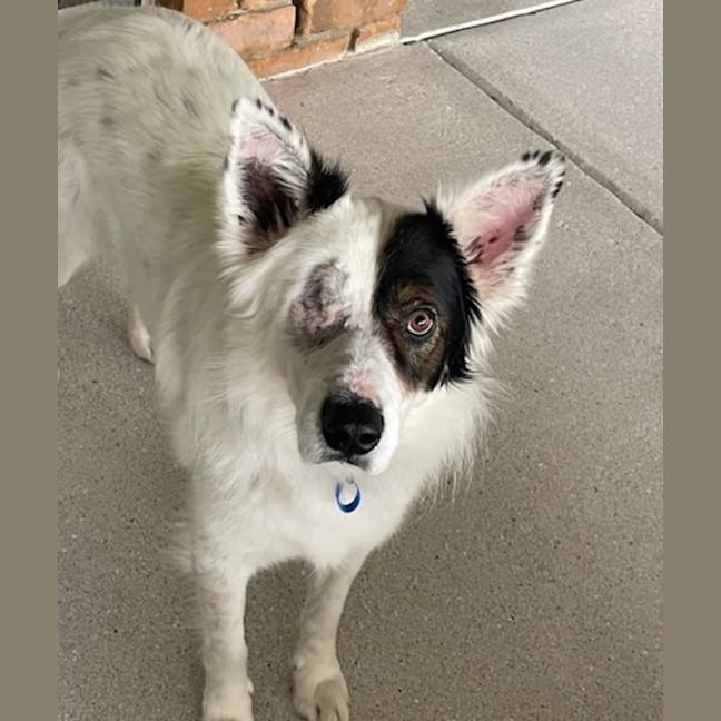 Photo of Phantom *$350 Adoption Fee* 